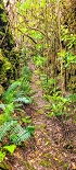 Plants: image 39 Of 208 Thumb